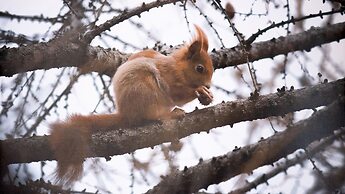 Italianway - Funivie 6A