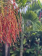 Jamaica Colors Eco-Retreat Hotel and Spa