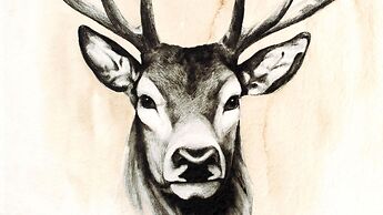 So-b049-morc4a1 - Bajona