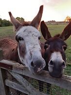 Glamping in Wiltshire the Green Knoll is a Charm