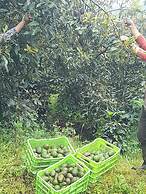 Cabinas las Manzanas Bed y Breakfast