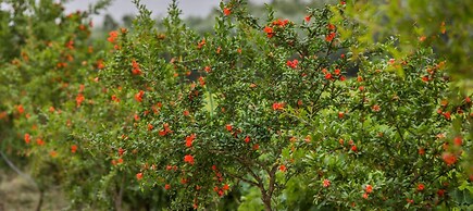 Aneli Villas - Villa Anastasia