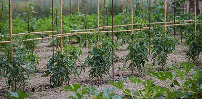 Aneli Villas - Villa Alexandra