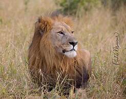 Sungulwane Private Game Lodge