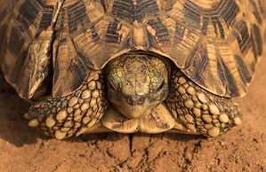 Makakatana Bay Lodge