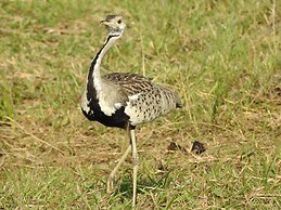 Makakatana Bay Lodge
