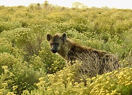 Makakatana Bay Lodge