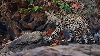 Saccharum Safari Lodge