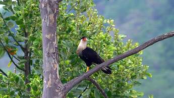 Luxe 4 Bdrm Villa w Epic Oceanview Infinity Pool