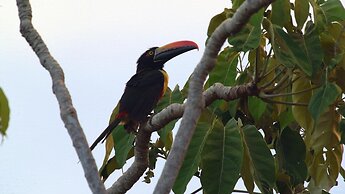 Luxe 4 Bdrm Villa w Epic Oceanview Infinity Pool