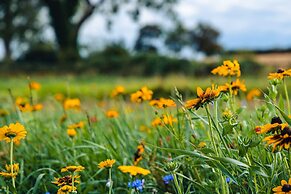 Indrek - Mayflower Meadow