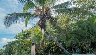 Hotel Serendipity tortuguero