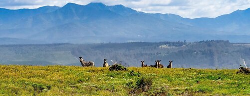 Simbavati Fynbos on Sea