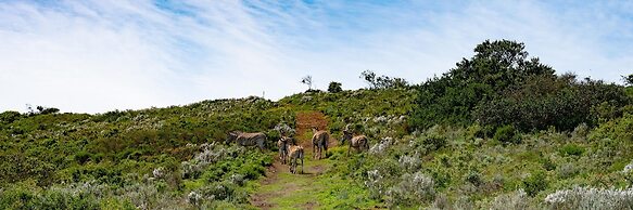 Simbavati Fynbos on Sea