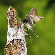 Le Baluchon Éco-villégiature