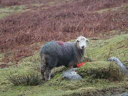 Elterwater Park