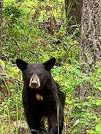 Barefoot Villas Cabin 2 Moose w/ Hot Tub
