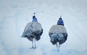 Barefoot Villas Cabin 3 Caribou
