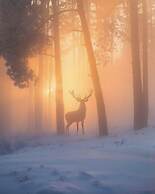 Barefoot Villas Cabin 3 Caribou