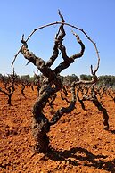 Gianfranco Fino Viticoltore