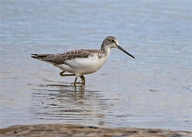 Lovely 3-bed House, Burnham Market, North Norfolk