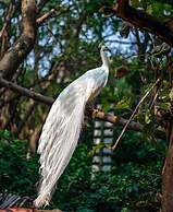 Royal Tusker Luxury Service Apartments