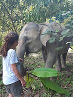 Mountain View Cottages & Villa Tangkahan