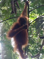 Mountain View Cottages & Villa Tangkahan