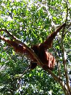 Mountain View Cottages & Villa Tangkahan