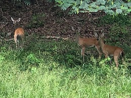 Starlight Haven Hot Springs