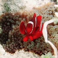 Angel Island Eco Resort