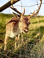 Pokoje w Starej Karczmie
