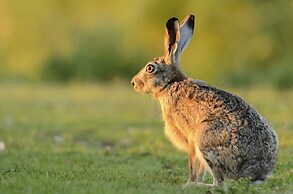Upper Lodge, Shotley