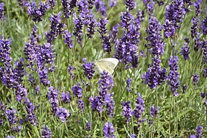 Flaxen Cottage, Heveningham