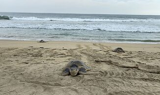 Beachfront Paradise Boutique Hotel
