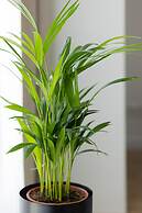 Warsaw Bonifraterska by Renters