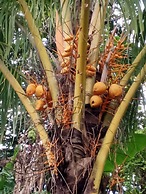 Berkey's Jungle Paradise