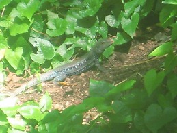 Berkey's Jungle Paradise