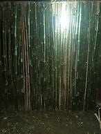 Berkey's Jungle Paradise