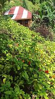 Berkey's Jungle Paradise