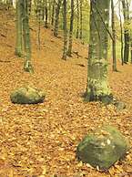 The Hive at Poppi Red