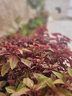 Maya Guest House-GermanColony&BahaiGardn