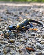 Korona Bieszczad Premium Apartments