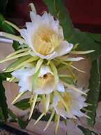 Carolyn Villa , Ayia Napa