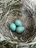 Country House in the Su Gologone Area 30 km From Cala Gonone 5 km From