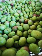 Country House in the Su Gologone Area 30 km From Cala Gonone 5 km From