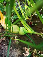 Country House in the Su Gologone Area 30 km From Cala Gonone 5 km From