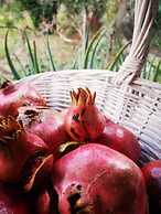 Country House in the Su Gologone Area 30 km From Cala Gonone 5 km From