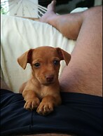 Country House in the Su Gologone Area 30 km From Cala Gonone 5 km From