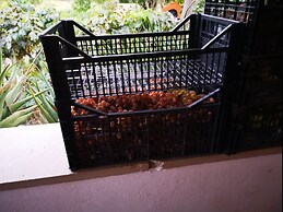 Country House in the Su Gologone Area 30 km From Cala Gonone 5 km From